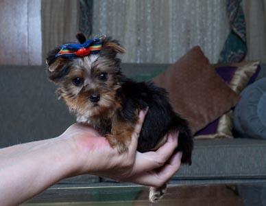 Angelic Yorkie Puppies For adoption