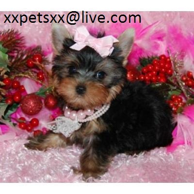 Cute and Charming Teacup Yorkie (xxpetsxx@live.com)