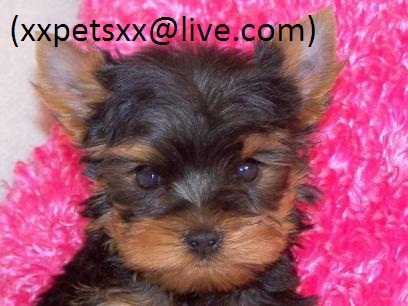 Cute and Charming Teacup Yorkie::xxpetsxx@live.com