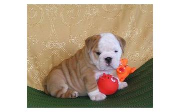 LOVELY ENGLISH BULLDOG PUPPIES FOR A NICE AND CARING HOME