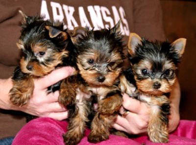 Adorable Tea Cup Yorkies For Free..