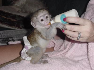 Affectionate Female capuchin monkey for a good home