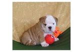 male and female English bulldog