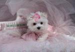 lovely maltese puppy for free adoption