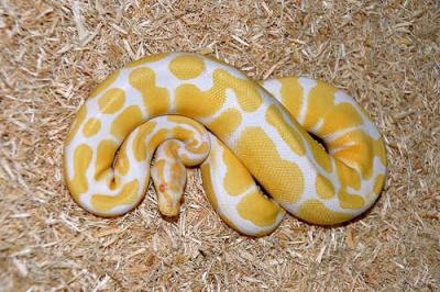 albino and piebald ball pythons for adoption