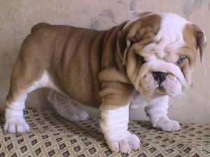 CARING ENGLISH BULLDOG PUPPIES FOR REHOMING.