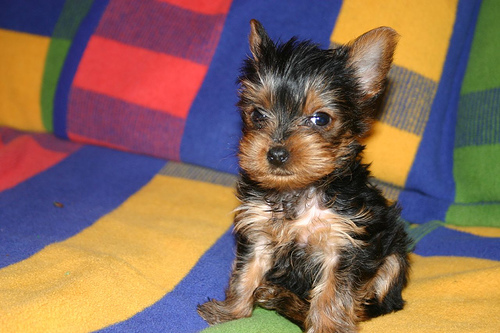 Cute and male and female yorkie puppies for adoption