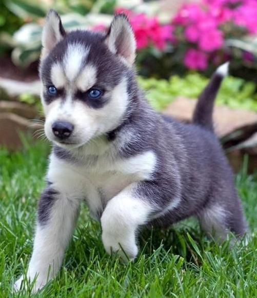 Cute and Adorable female husky Puppy For Adoption