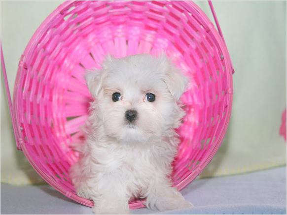 Adorable Maltese Puppies For Free Adoption ( Potty Trained)