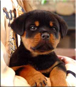 Cute and Lovely Affectionate Rottweiler Puppies for adoption to good homes {lyndiwapsmin@yahoo.com}