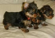 Cute and adorable Tea cup yorkie puppies for  adoption
