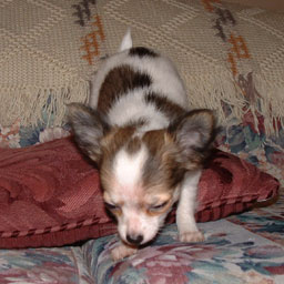 Chihuahua Puppy for adoption