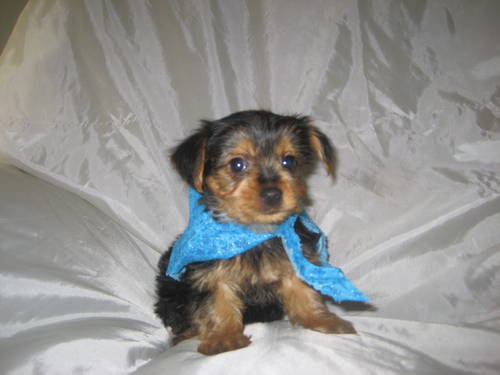 Cute and Adorable female Yorkie Puppy For Adoption