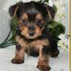 cute and adorabel tea cup yokie puppies for free adoption