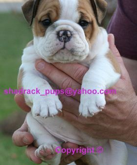 Gorgeous English Bulldog Puppies for adoption