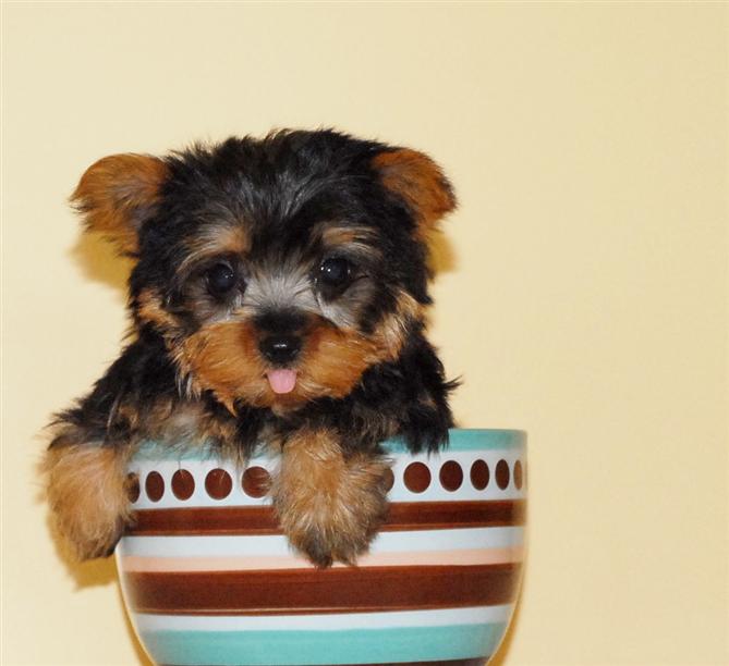 Nice and Lovely tea cup yorkie puppies for free adoption