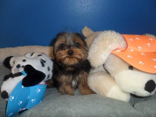 GOLD ADORABLE FEMALE AND MALE YORKIE FOR ADOPTION