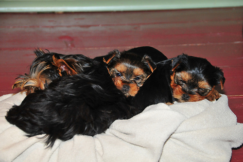 Teacup Yorkies Puppies For Free Adoption &quot;Well Tamed&quot;