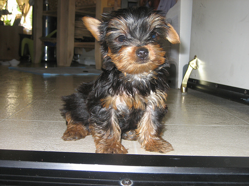 2 beautiful Yorkies available