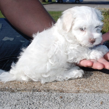 Teacup Maltese puppies for adoption