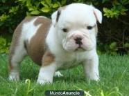 cut loving English bulldog puppies to any loving home