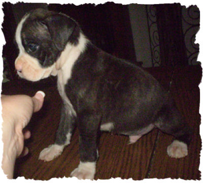 AKC BOXER PUPPIES!