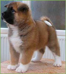 Chow/Akita Puppies for Sale