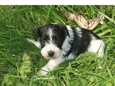 PIPER....BLACK/WHITE FEMALE MINI SCHNAUZER PUPPIES