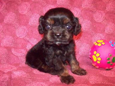 ADORABLE COCKAPOO PUPPIES...