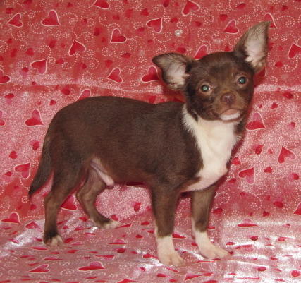 Chihuahua Champion Sired male