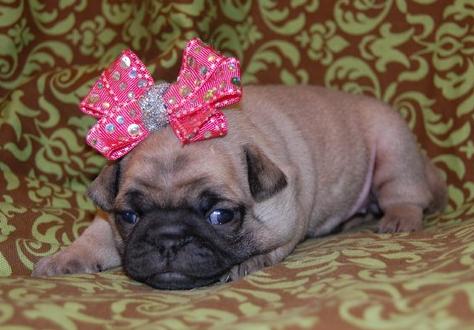lovely pug puppies for adoption