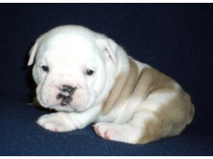 english  bulldog puppies for adoption