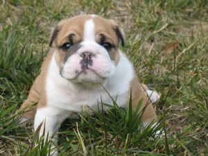 gorgeous english bull dog puppies for adoption