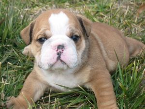 home trained english bull dog puppies for adoption