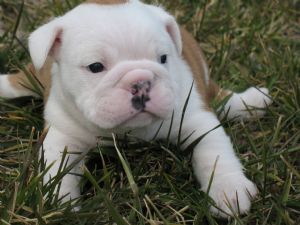 o what a nice mavelous english bull dog puppies for adoption