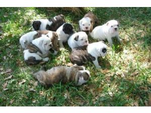 lovely awesome english bulldog puppies for adoption
