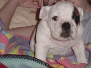 lovely inplicit english bulldog puppies for adoption