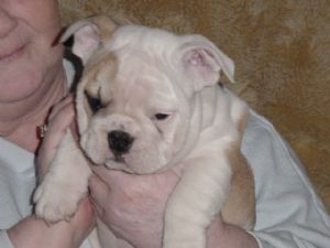 good looking english bulldog puppies for adoption