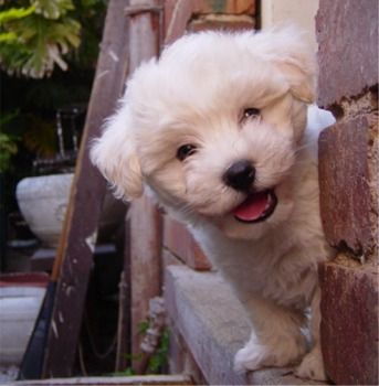 cute and loving maltese puppies ready for adoption