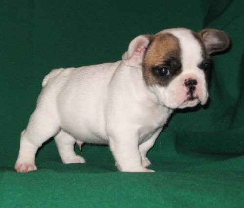 cute and adorable english bull dog pups ready!