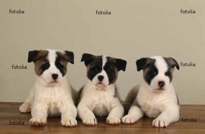 male and female akita pups for free adoption