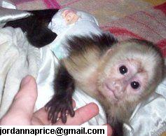 sweet and intelligent capuchin monkey for adoption