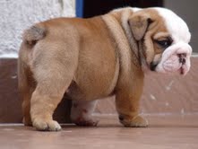 Cute English bulldog puppies looking for a home