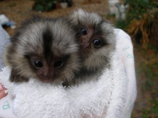 Baby capuchins