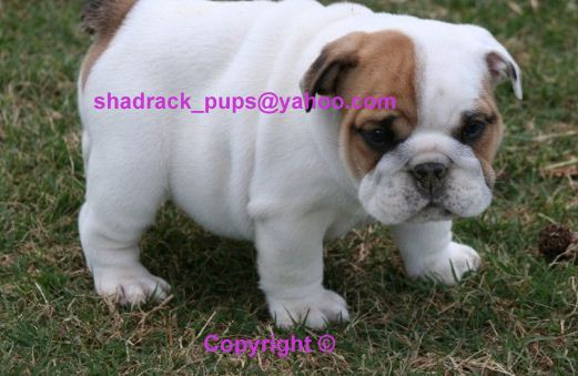 Outstanding English Bulldog Puppies FOR FREE ADOPTION