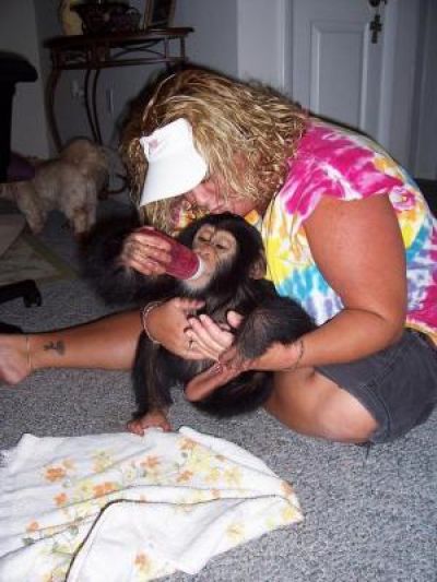 Baby Chimpanzee For Sale