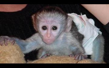 Tamed capuchin monkeys for free adoption