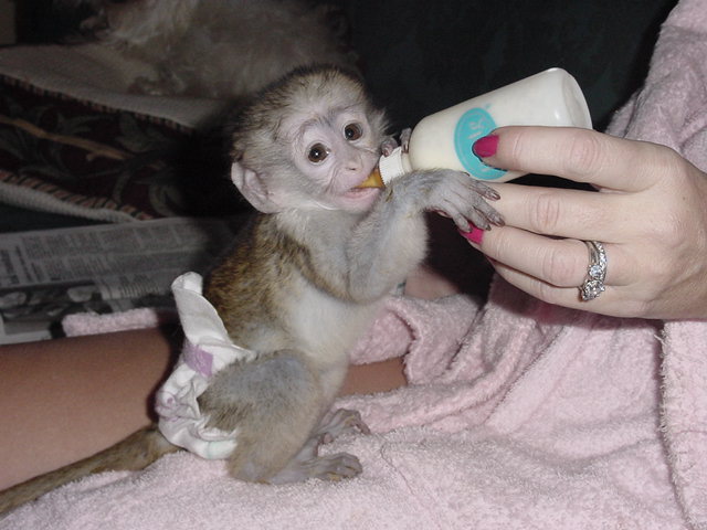 CAPUCHIN MONKEYS FOR ADOPTION ( barbara.ww009@yahoo.com )