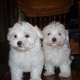 Pretty Teacup Maltese Puppies For Free Adoption