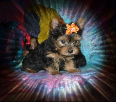 Charming Female Teacup Yorkie Puppy For Free Re-Homing